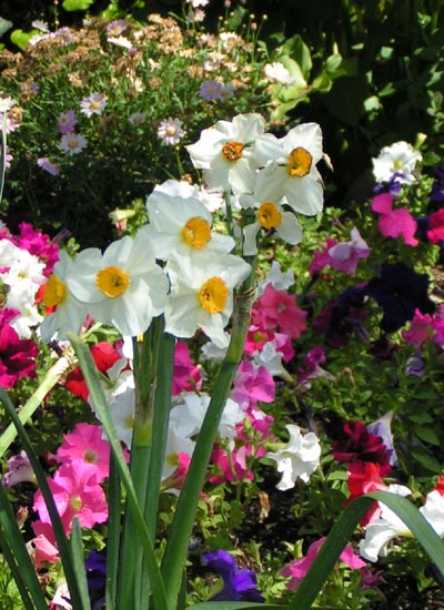 Beautiful blossoms in the garden